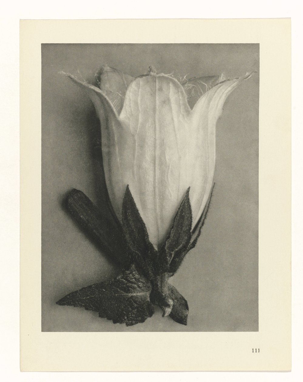Växtstudier Arketyper av konst: fotografiska bilder av växter (serietitel) av Karl Blossfeldt