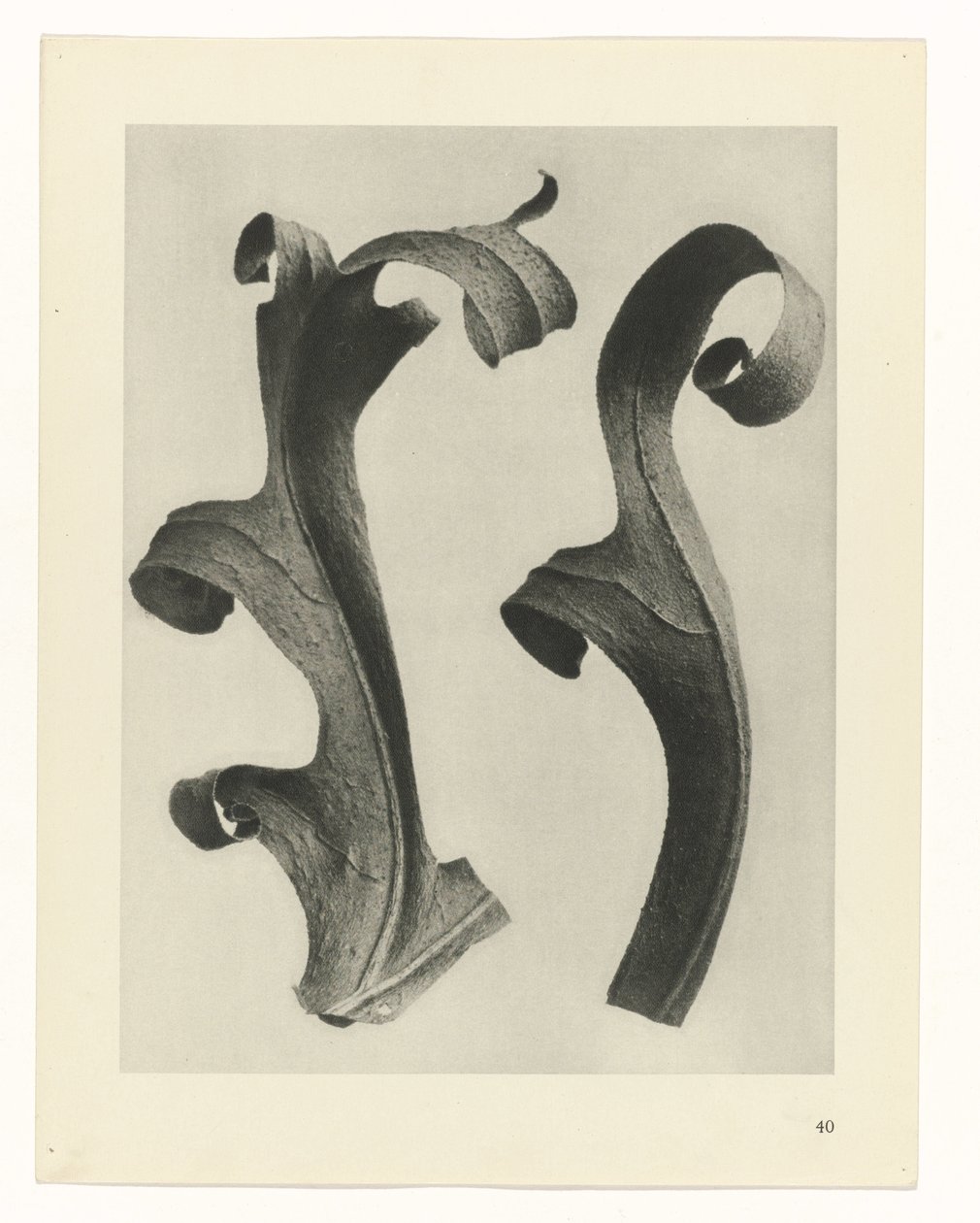 Växtstudier Arketyper av konst: fotografiska bilder av växter (serietitel) av Karl Blossfeldt