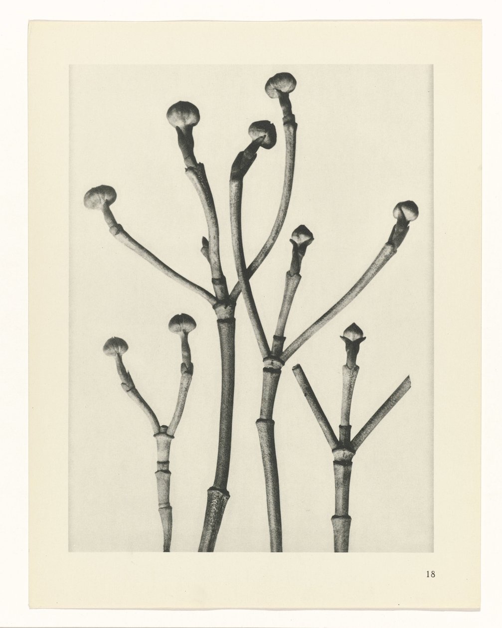 Växtstudier Arketyper av konst: fotografiska bilder av växter (serietitel) av Karl Blossfeldt