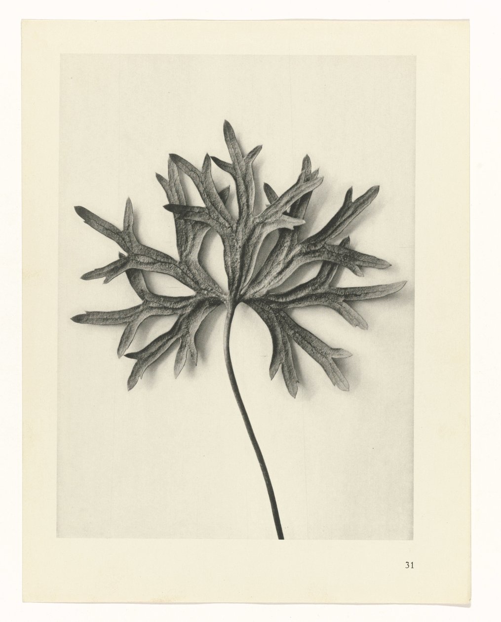 Växtstudier Arketyper av konst: fotografiska bilder av växter (serietitel) av Karl Blossfeldt