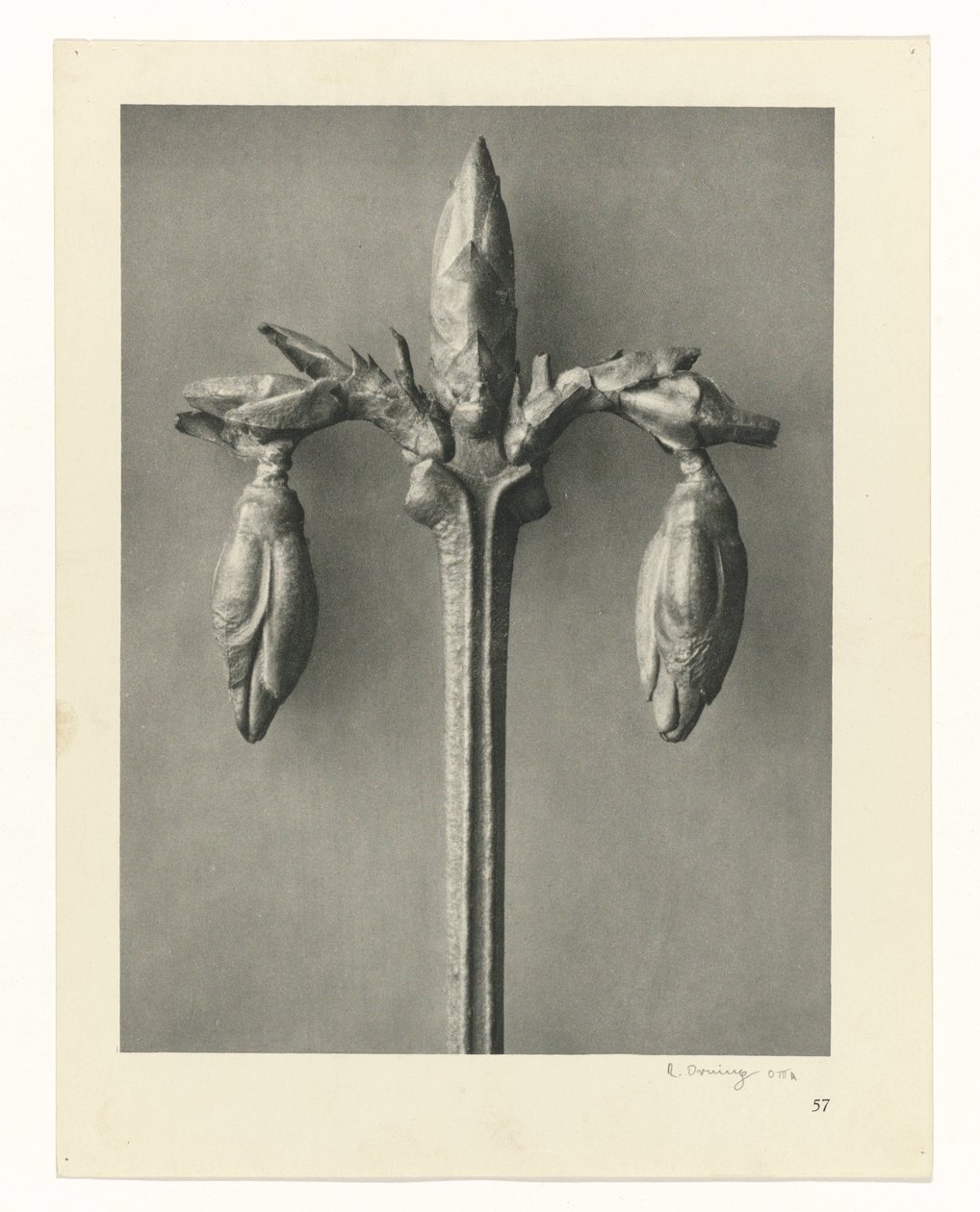 Växtstudier Arketyper av konst: fotografiska bilder av växter (serietitel) av Karl Blossfeldt