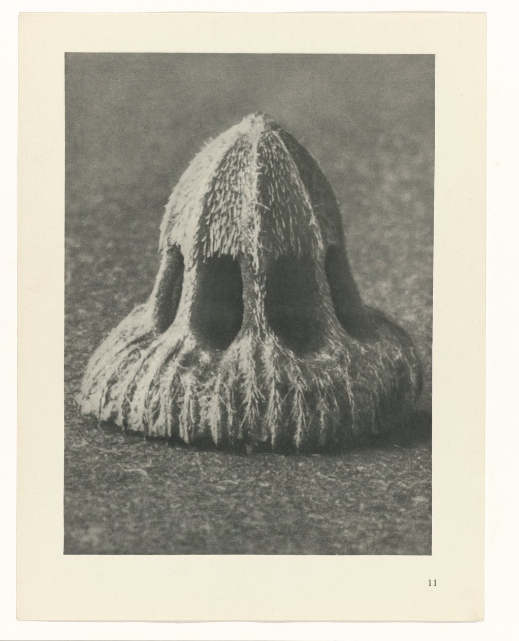 Växtstudier Arketyper av konst: fotografiska bilder av växter (serietitel) av Karl Blossfeldt