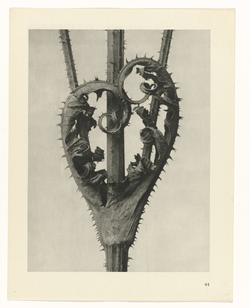 Växtstudier Arketyper av konst: fotografiska bilder av växter (serietitel) av Karl Blossfeldt