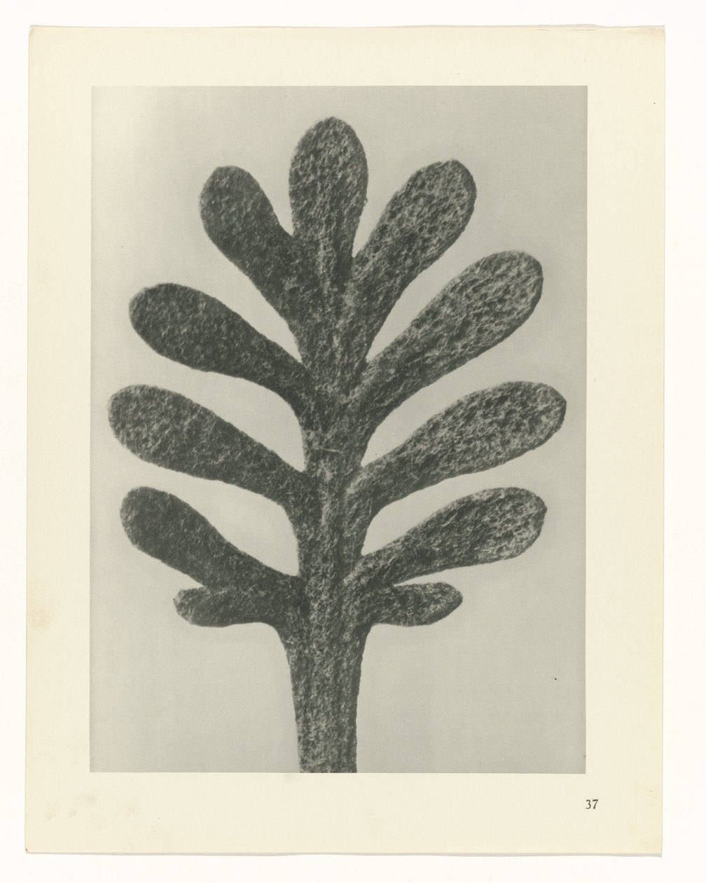 Växtstudier Arketyper av konst: fotografiska bilder av växter (serietitel) av Karl Blossfeldt