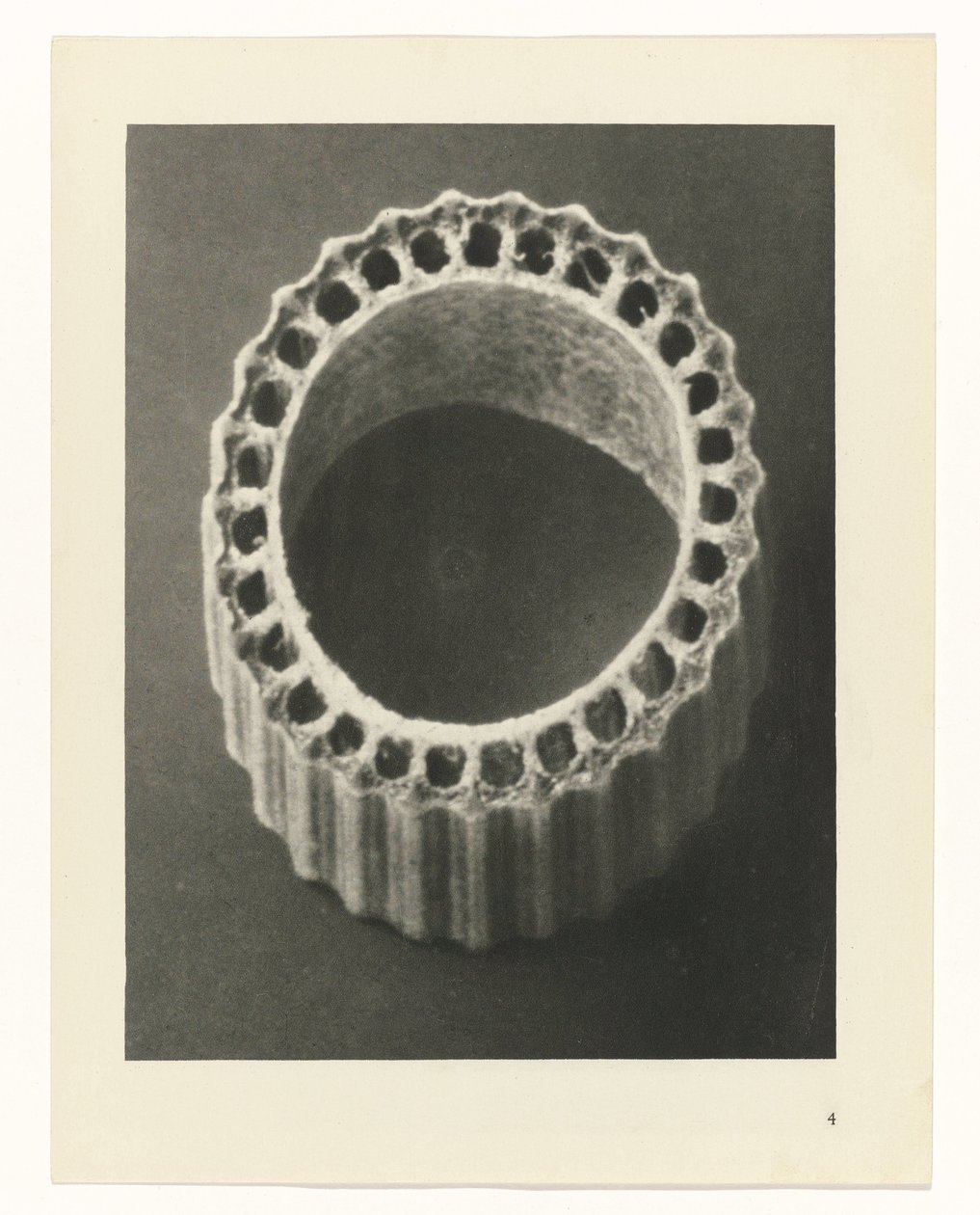 Växtstudier Arketyper av konst: fotografiska bilder av växter (serietitel) av Karl Blossfeldt