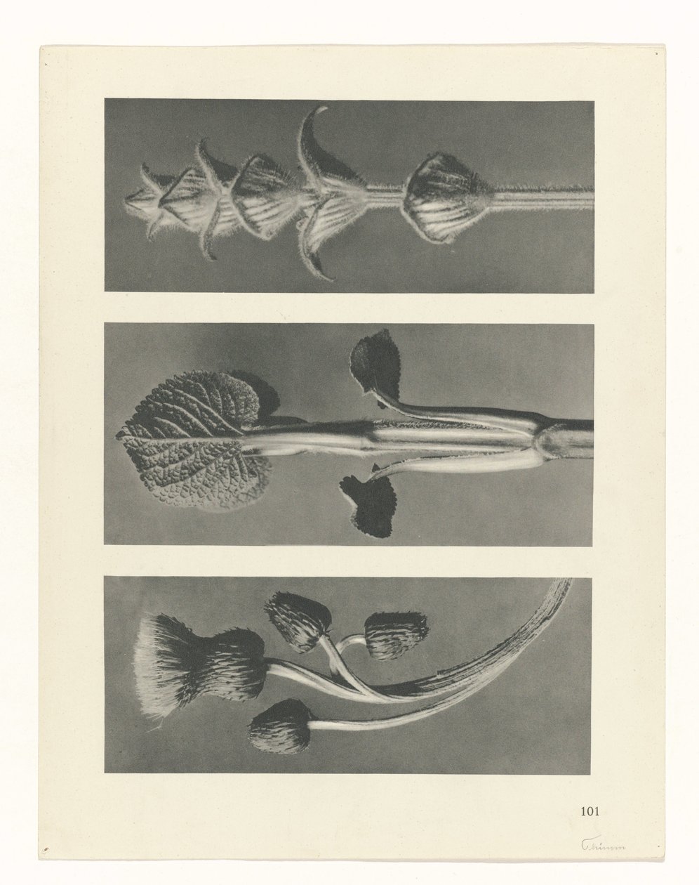 planera studien Archetypes of Art (serietitel) av Karl Blossfeldt