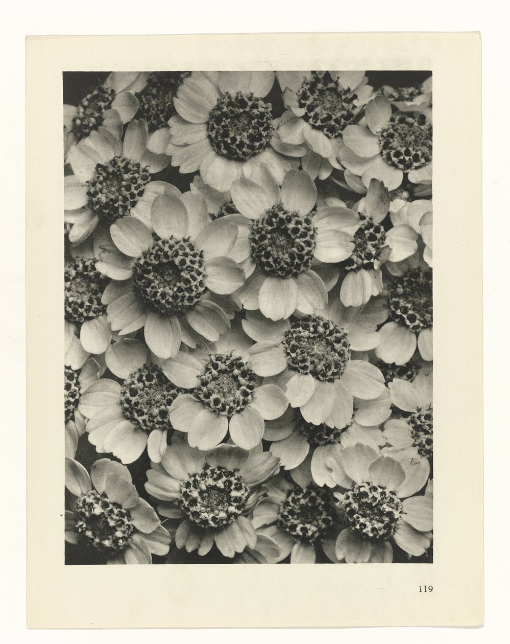 planera studien Archetypes of Art (serietitel) av Karl Blossfeldt