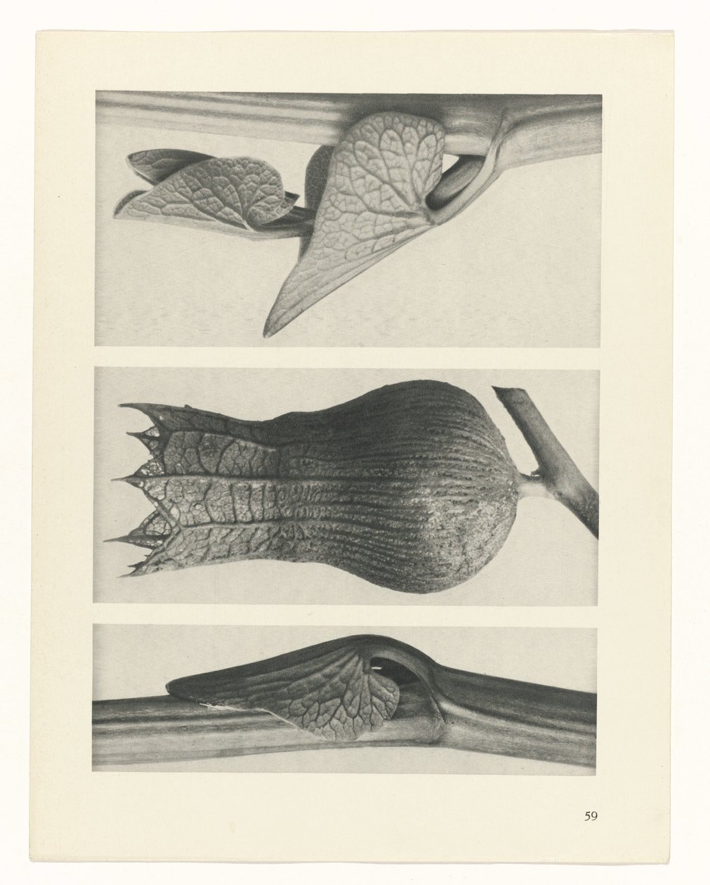 planera studien Archetypes of Art (serietitel) av Karl Blossfeldt