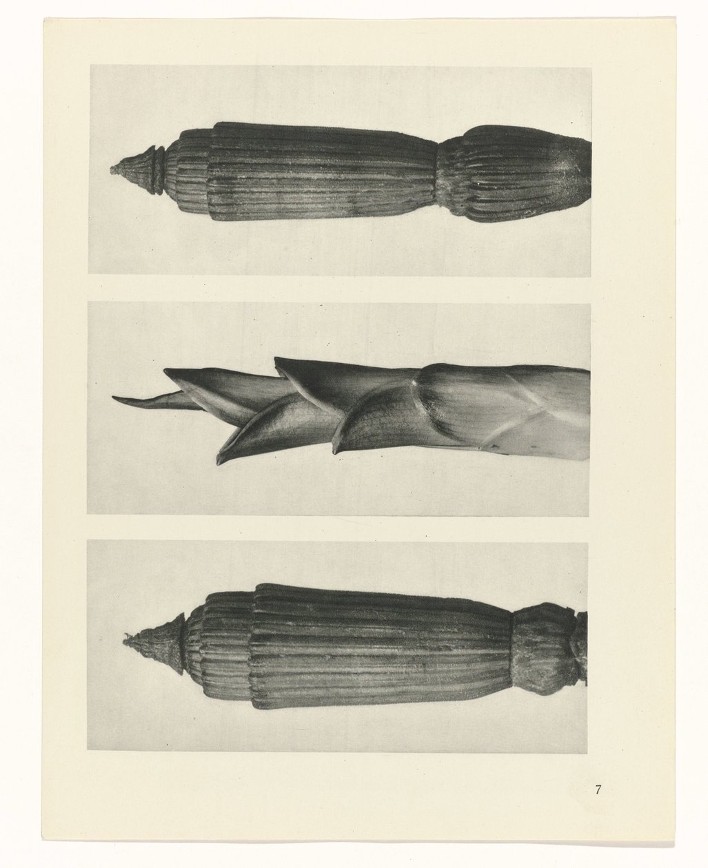 planera studien Archetypes of Art (serietitel) av Karl Blossfeldt