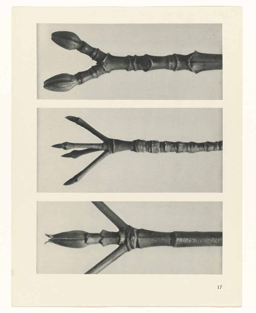 swedish av Karl Blossfeldt