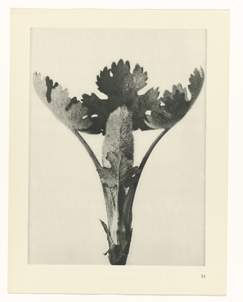 planera studien Archetypes of Art (serietitel) av Karl Blossfeldt