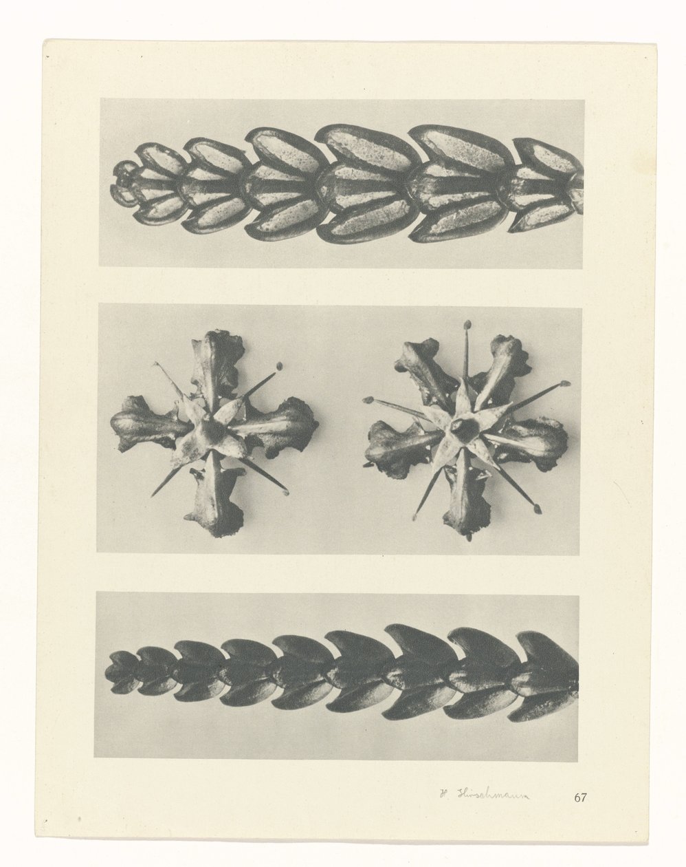 planera studien Archetypes of Art (serietitel) av Karl Blossfeldt