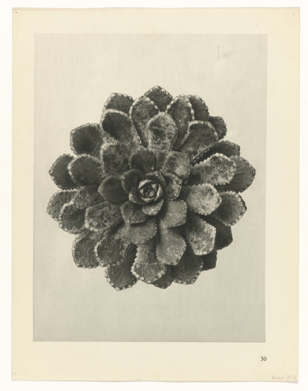 planera studien Archetypes of Art (serietitel) av Karl Blossfeldt