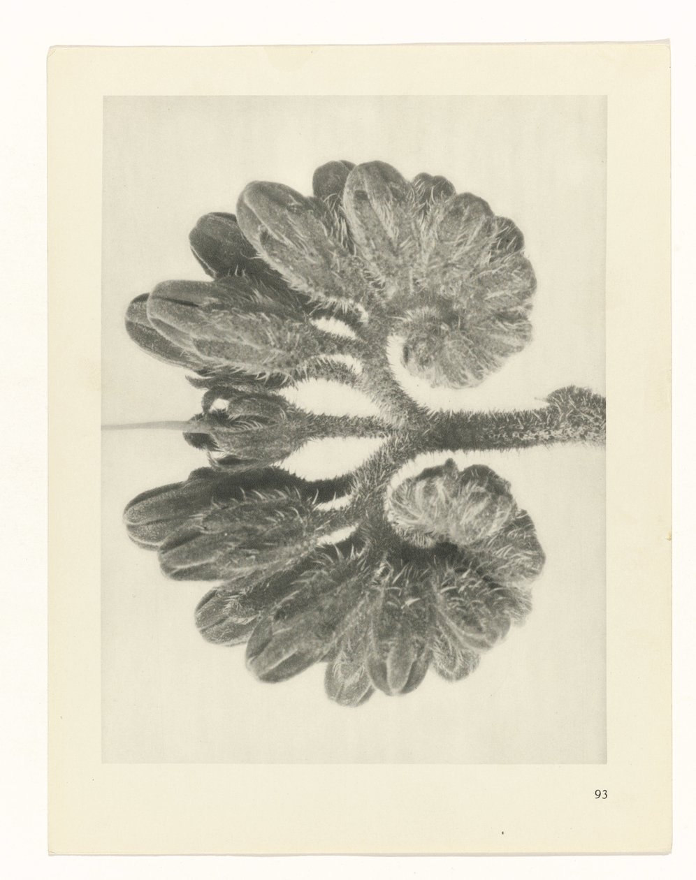 planera studien Archetypes of Art (serietitel) av Karl Blossfeldt