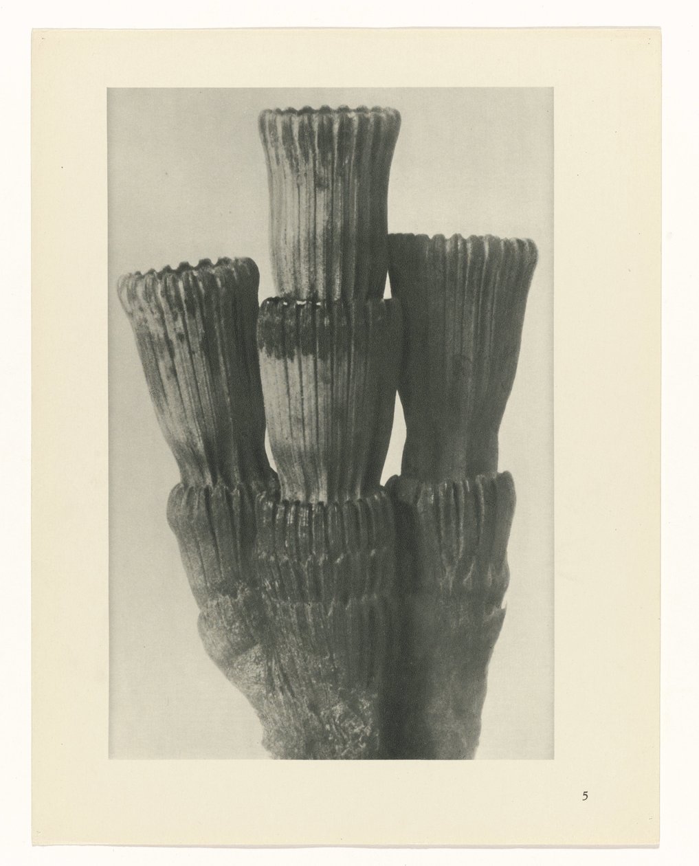 planera studien Archetypes of Art (serietitel) av Karl Blossfeldt