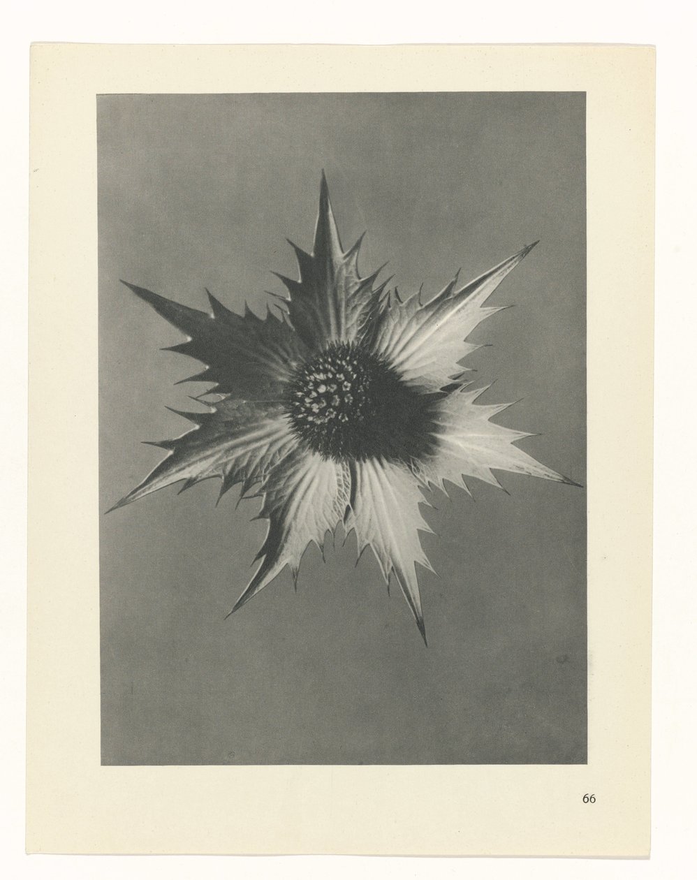 planera studien Archetypes of Art (serietitel) av Karl Blossfeldt