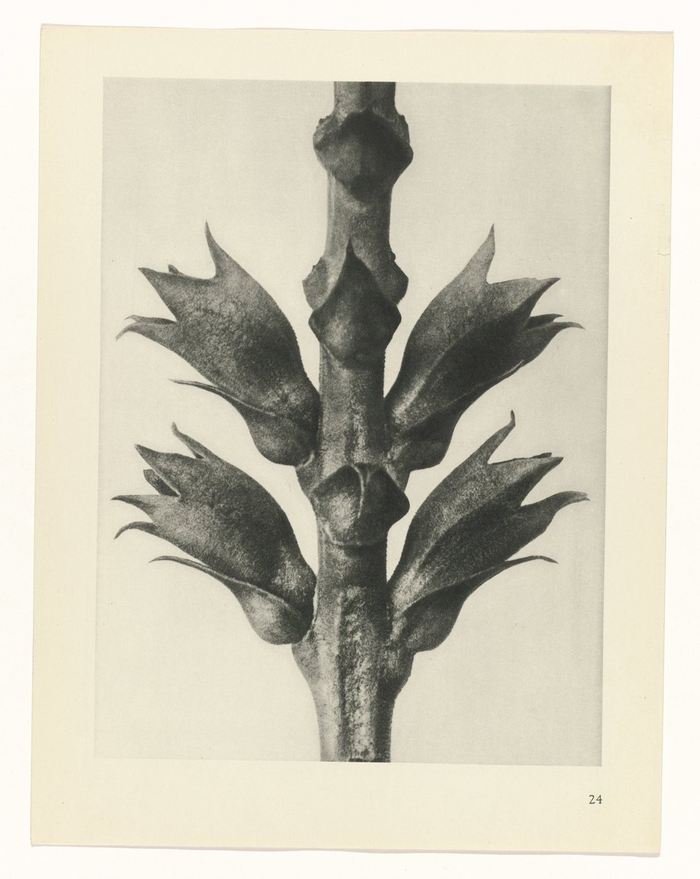 planera studien Archetypes of Art (serietitel) av Karl Blossfeldt