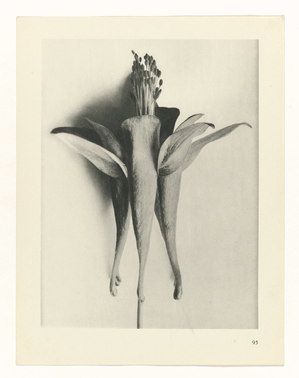 planera studien Archetypes of Art (serietitel) av Karl Blossfeldt
