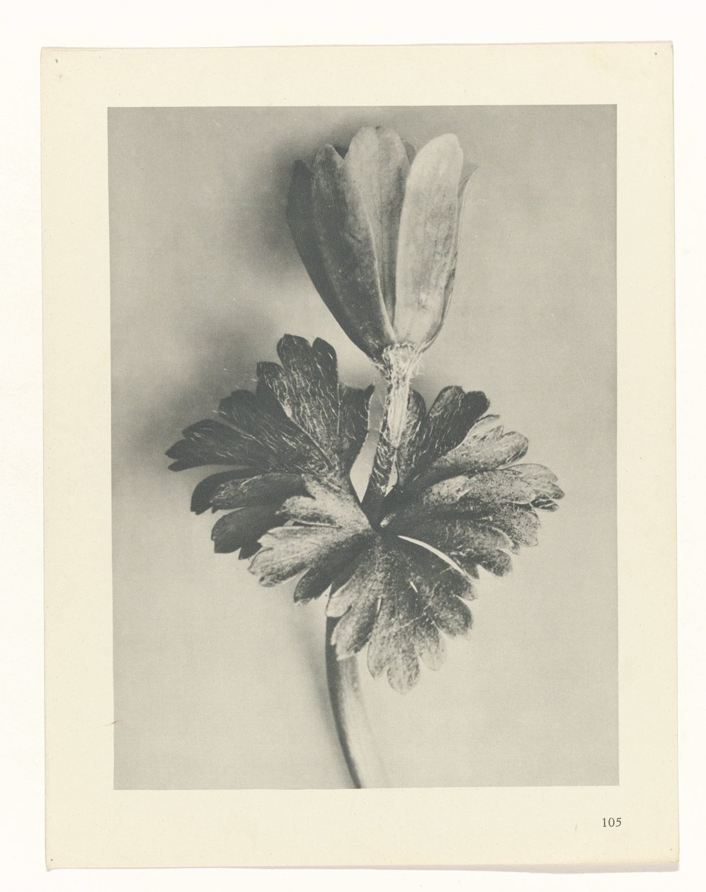 planera studien Archetypes of Art (serietitel) av Karl Blossfeldt