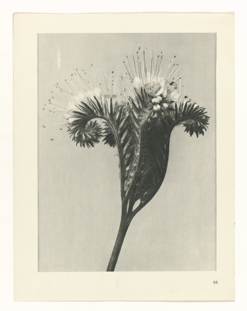 planera studien Archetypes of Art (serietitel) av Karl Blossfeldt
