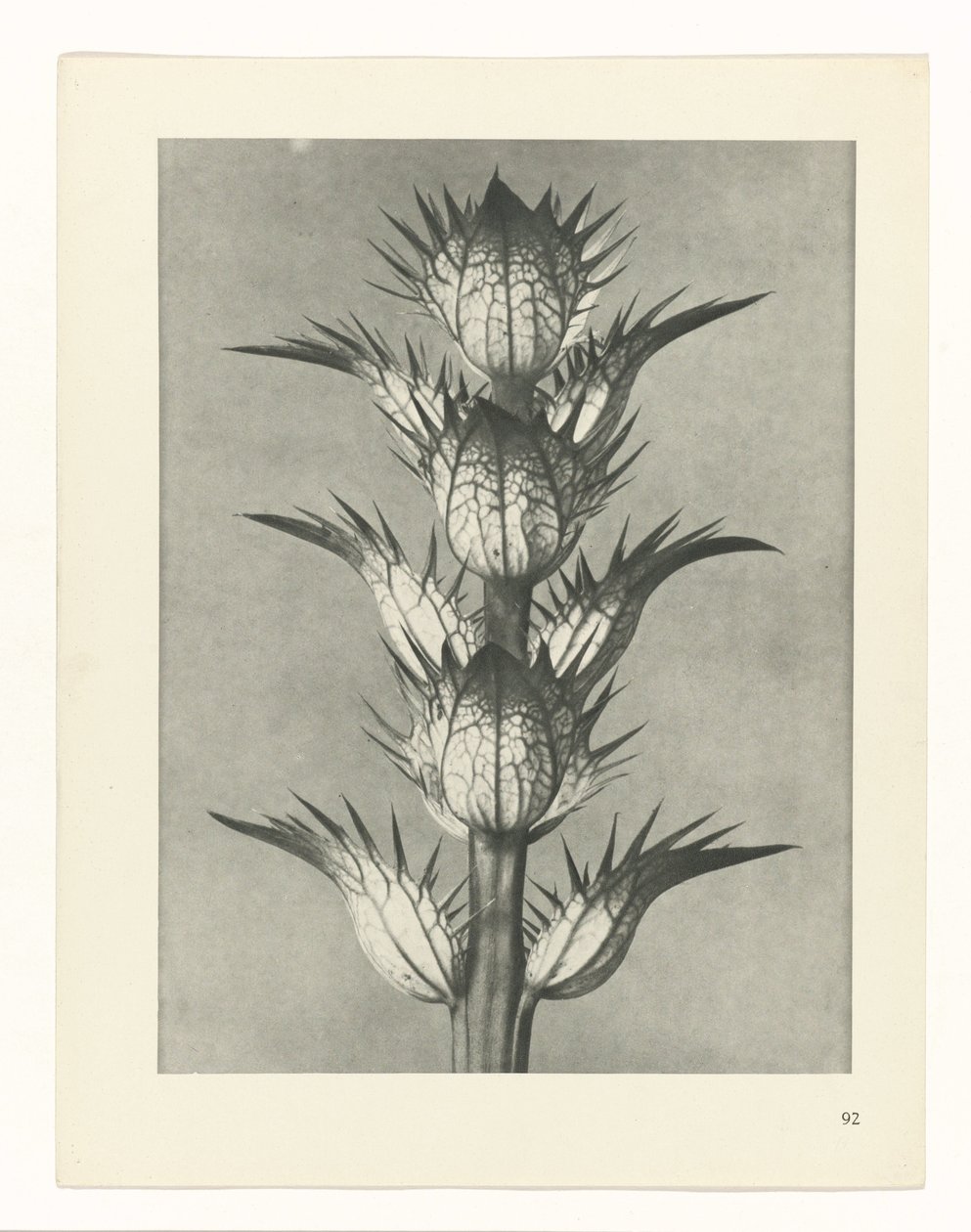 planera studie Archetypes of Art (serietitel) av Karl Blossfeldt