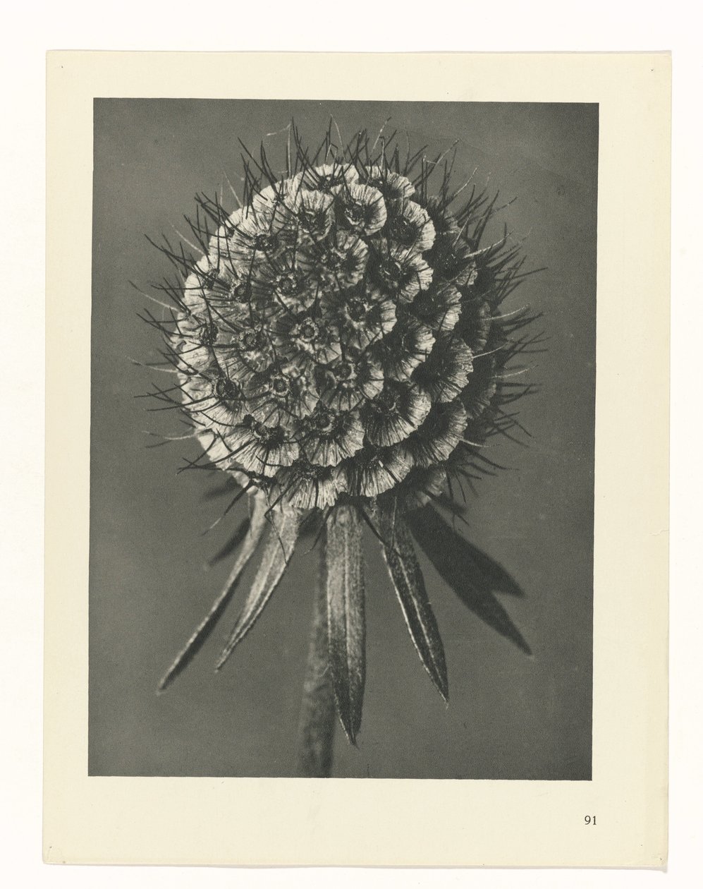 planera studien Archetypes of Art (serietitel) av Karl Blossfeldt