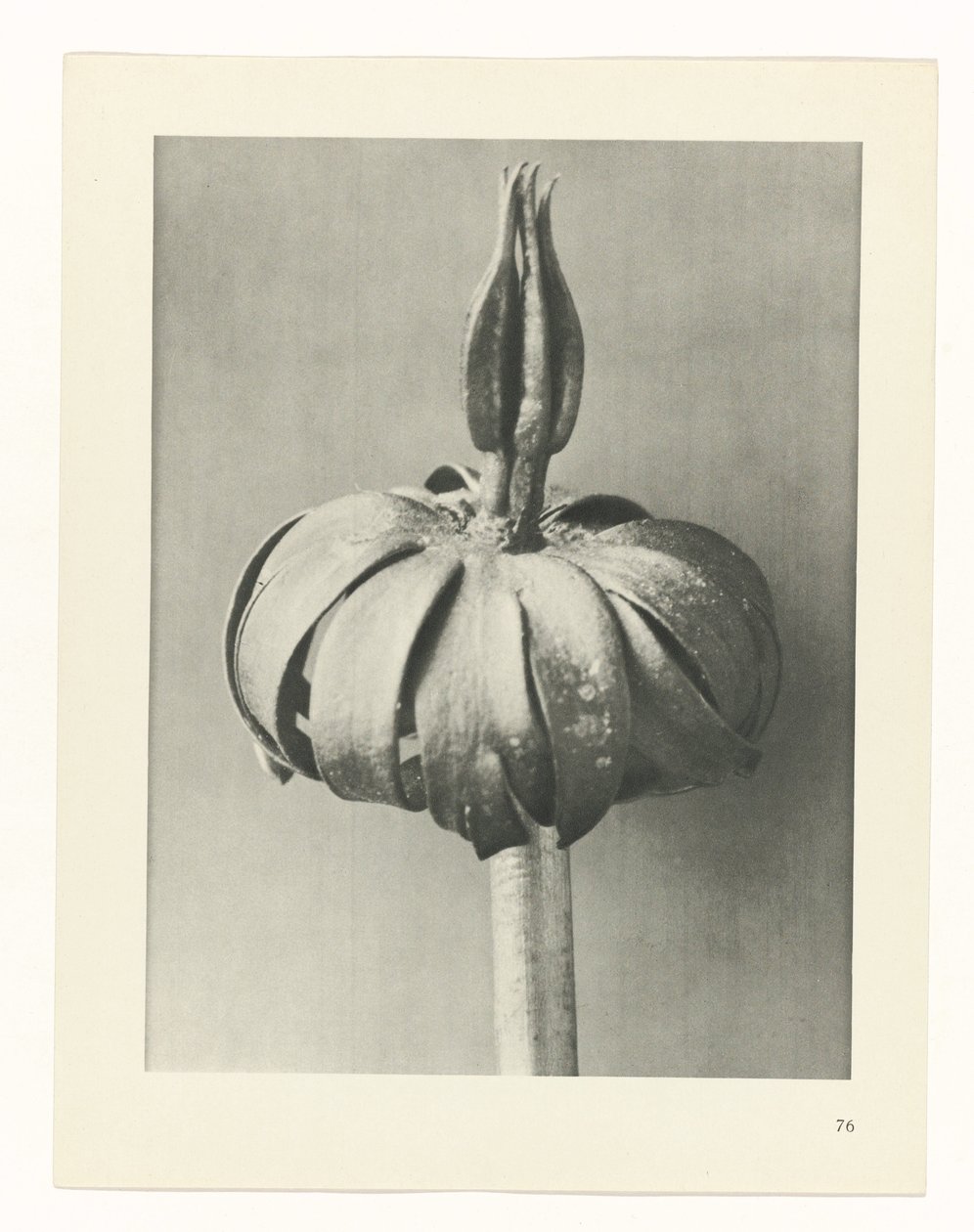 planera studien Archetypes of Art (serietitel) av Karl Blossfeldt