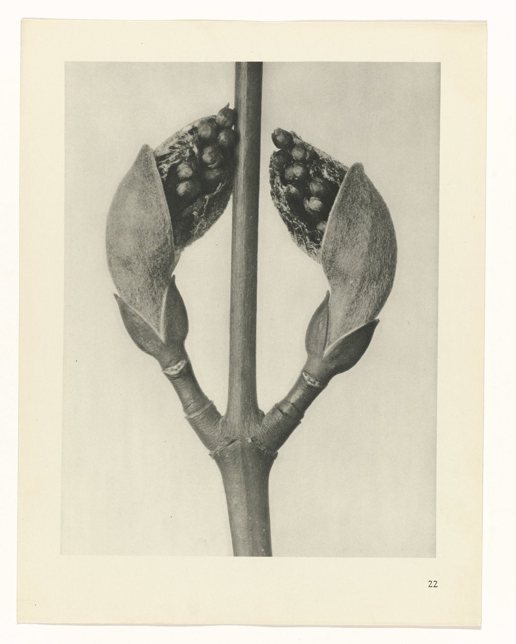 planera studie Archetypes of Art (serietitel) av Karl Blossfeldt