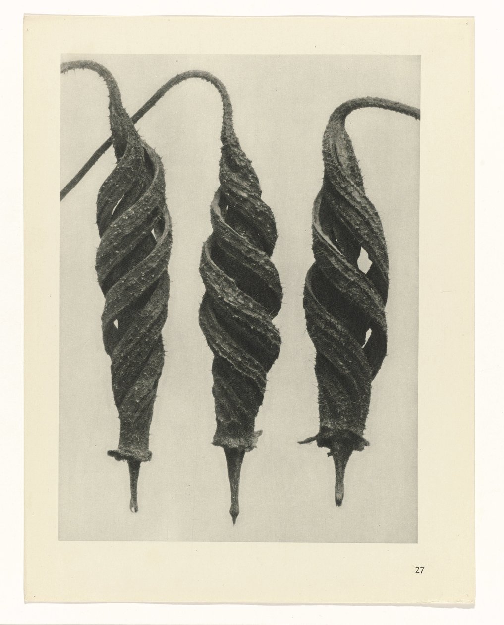 planera studien Archetypes of Art (serietitel) av Karl Blossfeldt