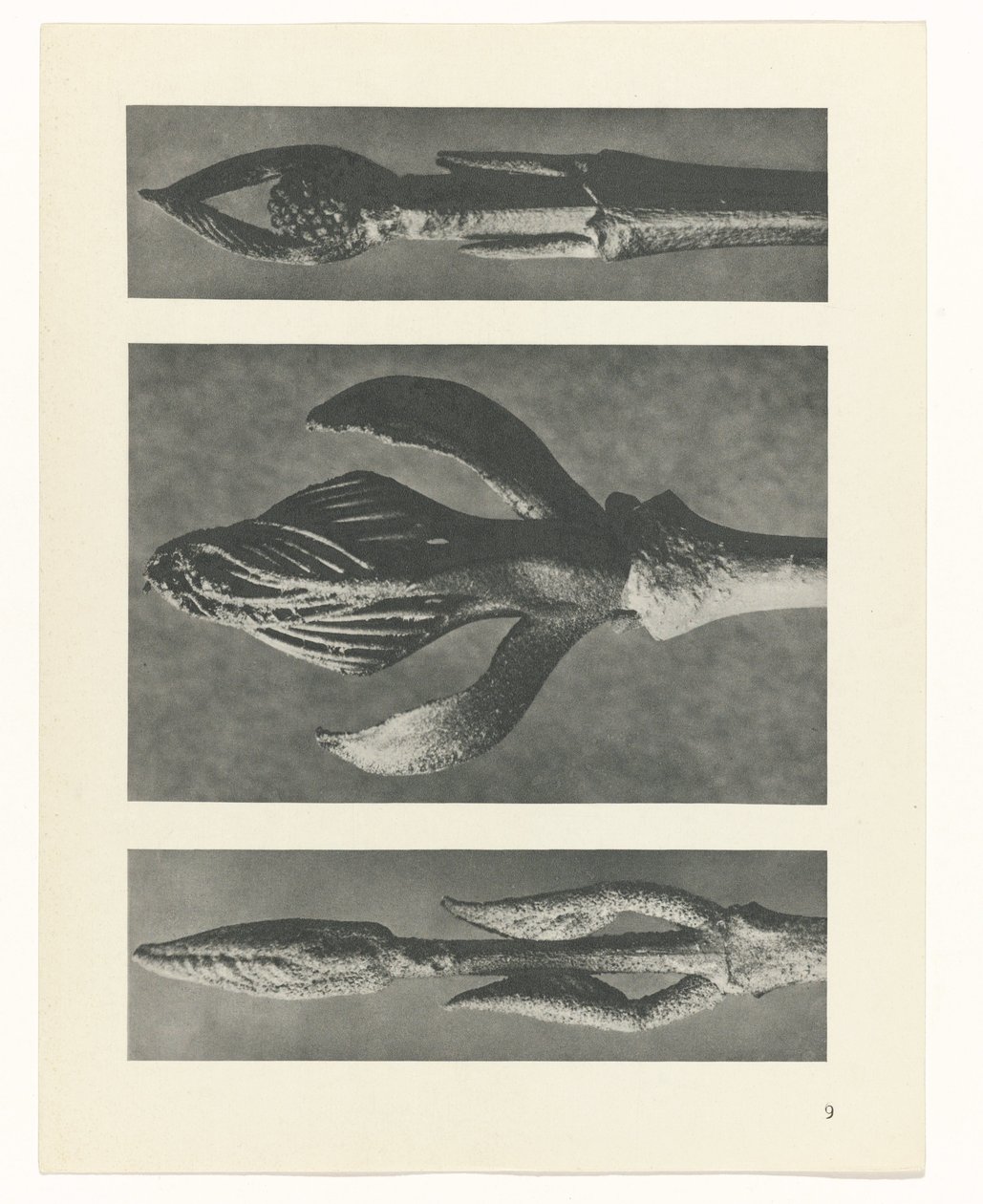 planera studie Archetypes of Art (serietitel) av Karl Blossfeldt