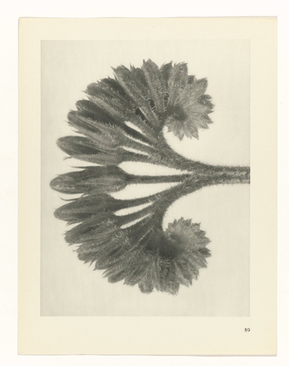 planera studien Archetypes of Art (serietitel) av Karl Blossfeldt