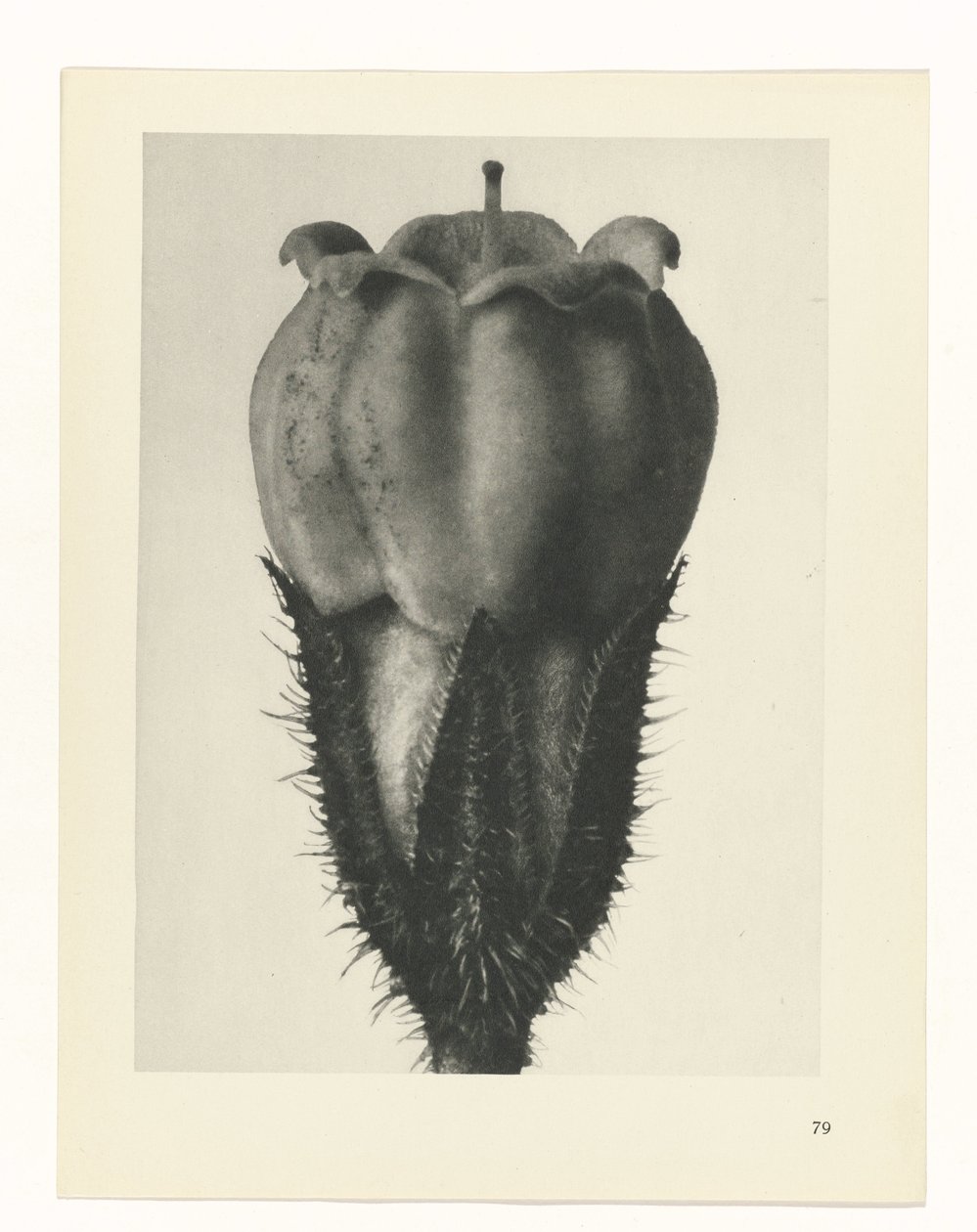 planera studien Archetypes of Art (serietitel) av Karl Blossfeldt