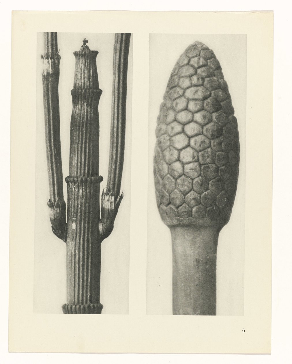 planera studien Archetypes of Art (serietitel) av Karl Blossfeldt