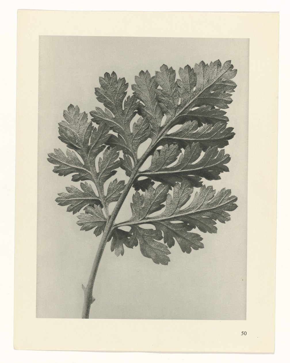 planera studie Archetypes of Art (serietitel) av Karl Blossfeldt