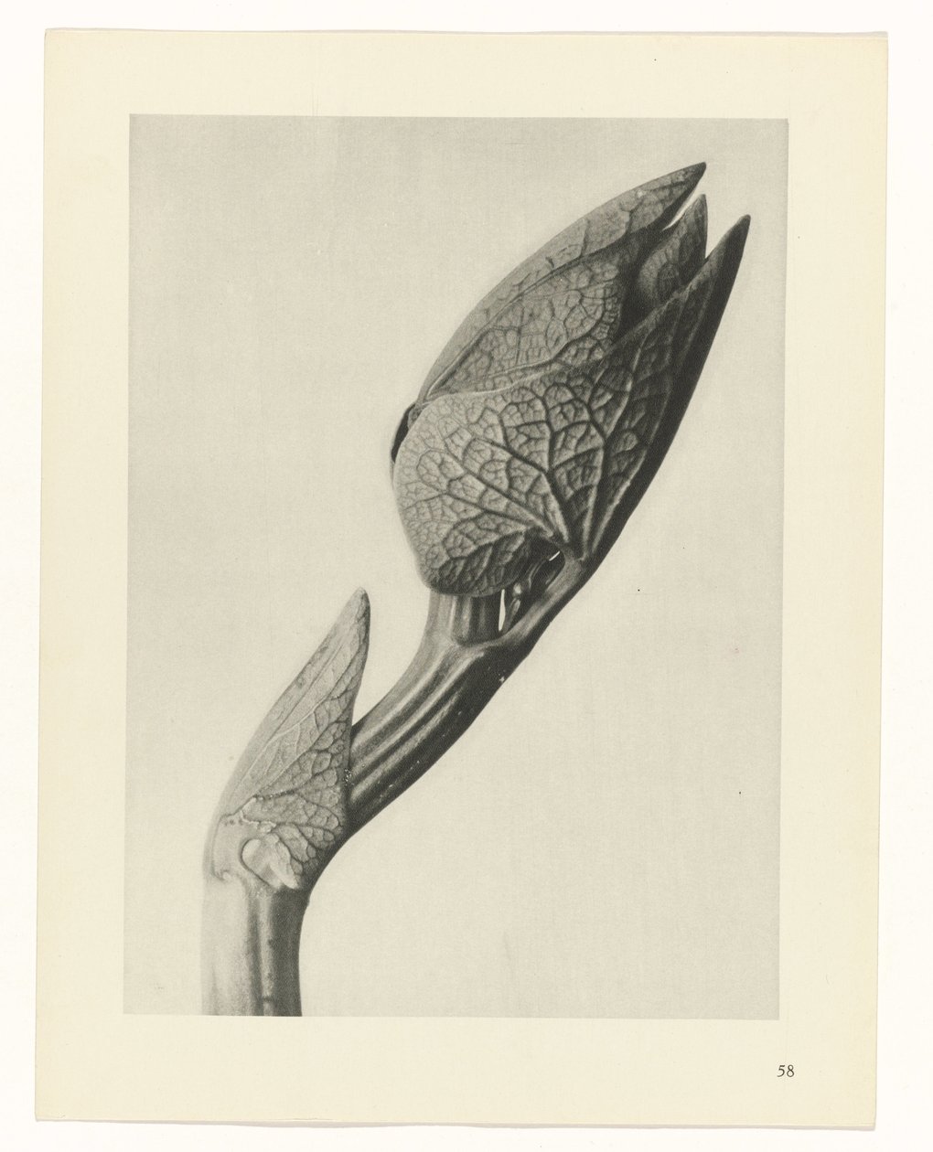 planera studien Archetypes of Art (serietitel) av Karl Blossfeldt