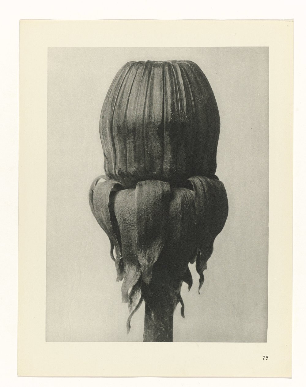 planera studien Archetypes of Art (serietitel) av Karl Blossfeldt