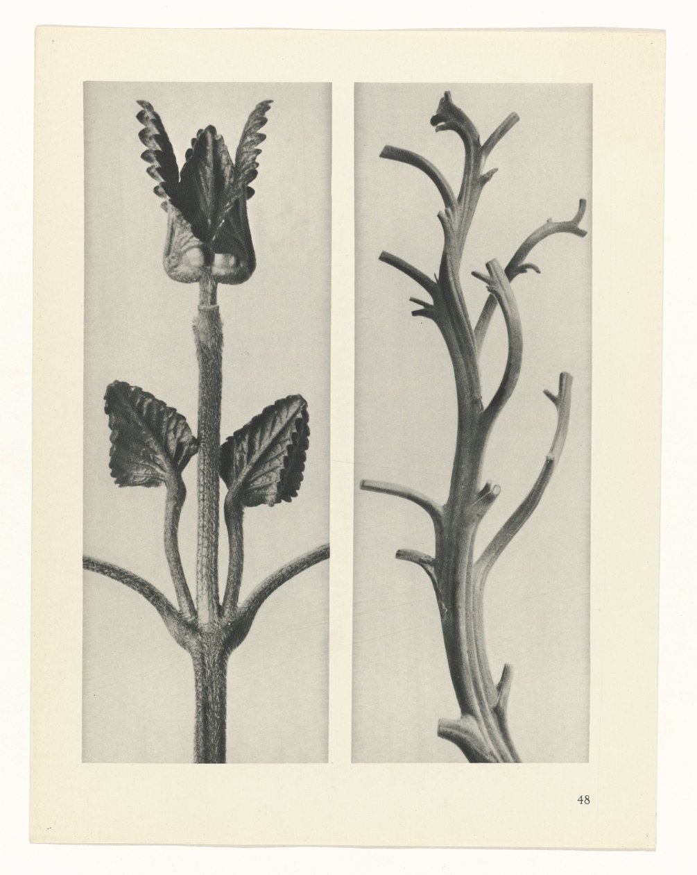 planera studien Archetypes of Art (serietitel) av Karl Blossfeldt