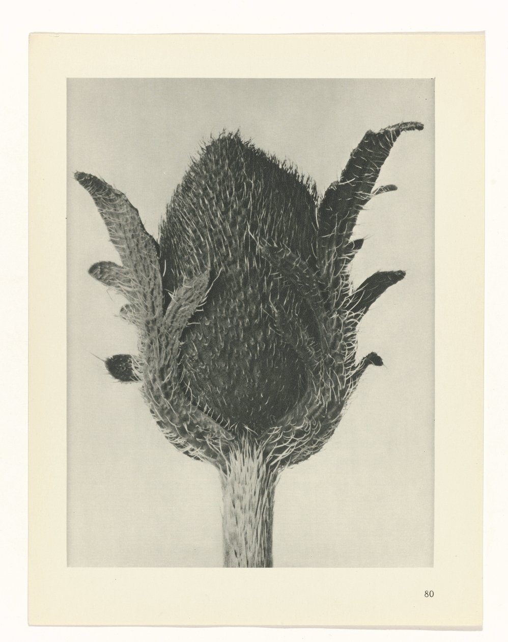 planera studien Archetypes of Art (serietitel) av Karl Blossfeldt
