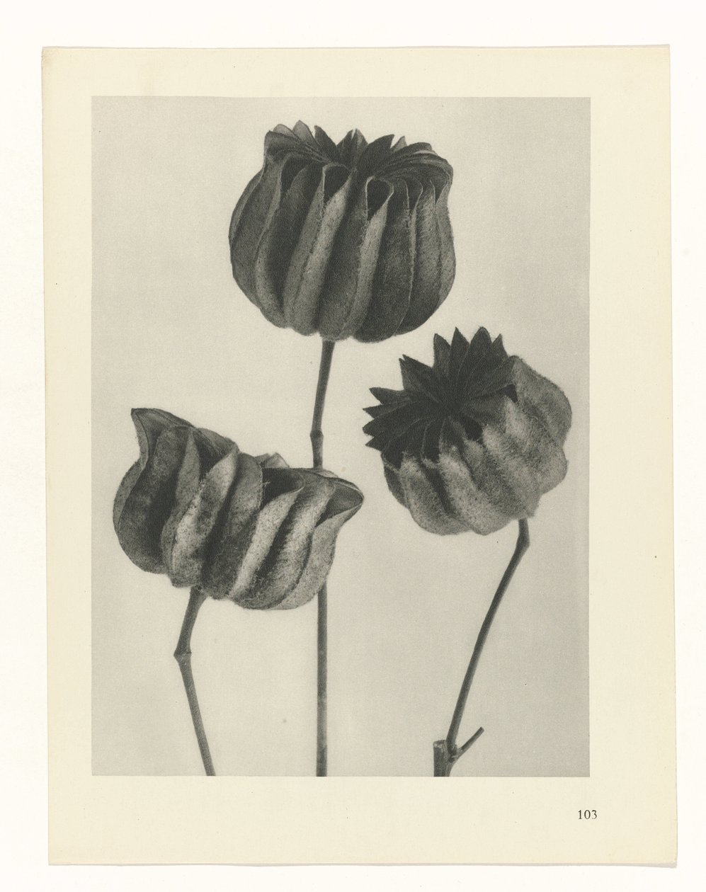 planera studien Archetypes of Art (serietitel) av Karl Blossfeldt
