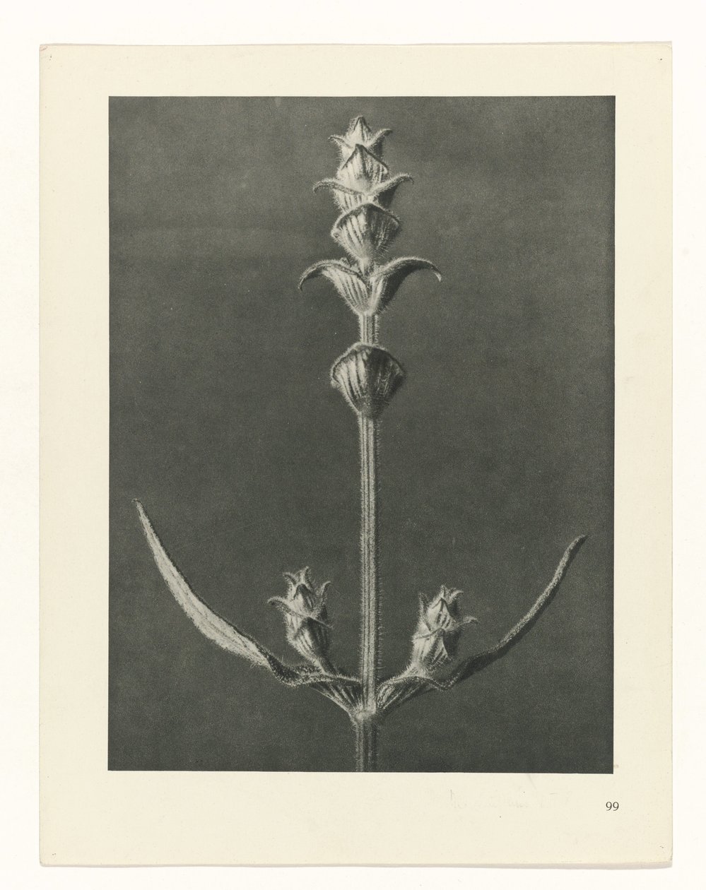 planera studien Archetypes of Art (serietitel) av Karl Blossfeldt