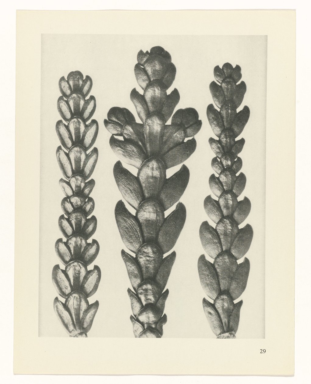 planera studie Archetypes of Art (serietitel) av Karl Blossfeldt