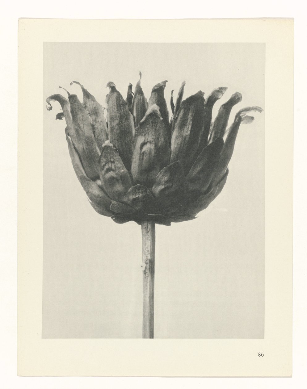 planera studien Archetypes of Art (serietitel) av Karl Blossfeldt