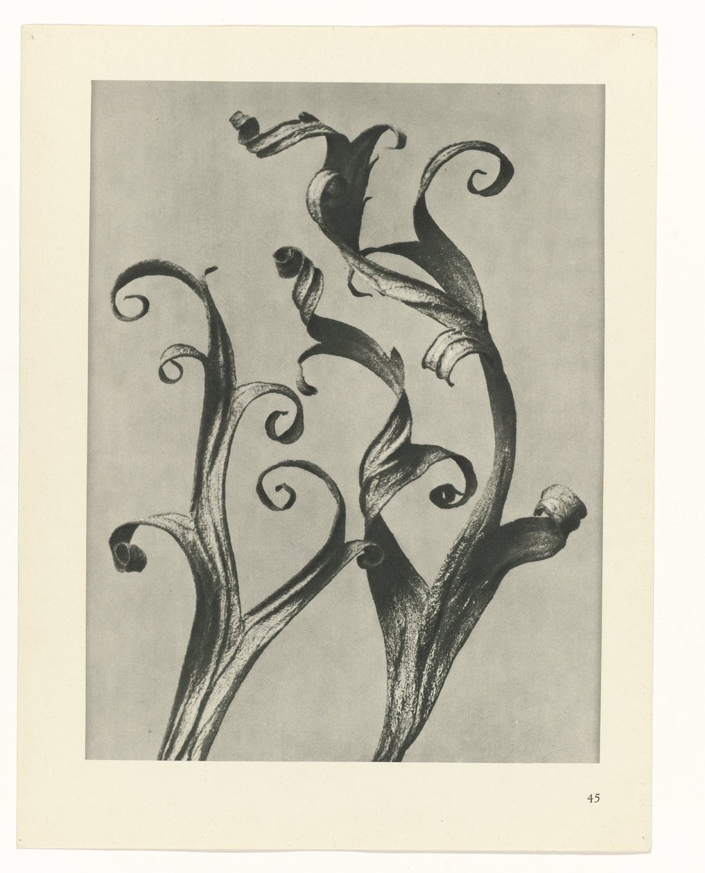 planera studien Archetypes of Art (serietitel) av Karl Blossfeldt