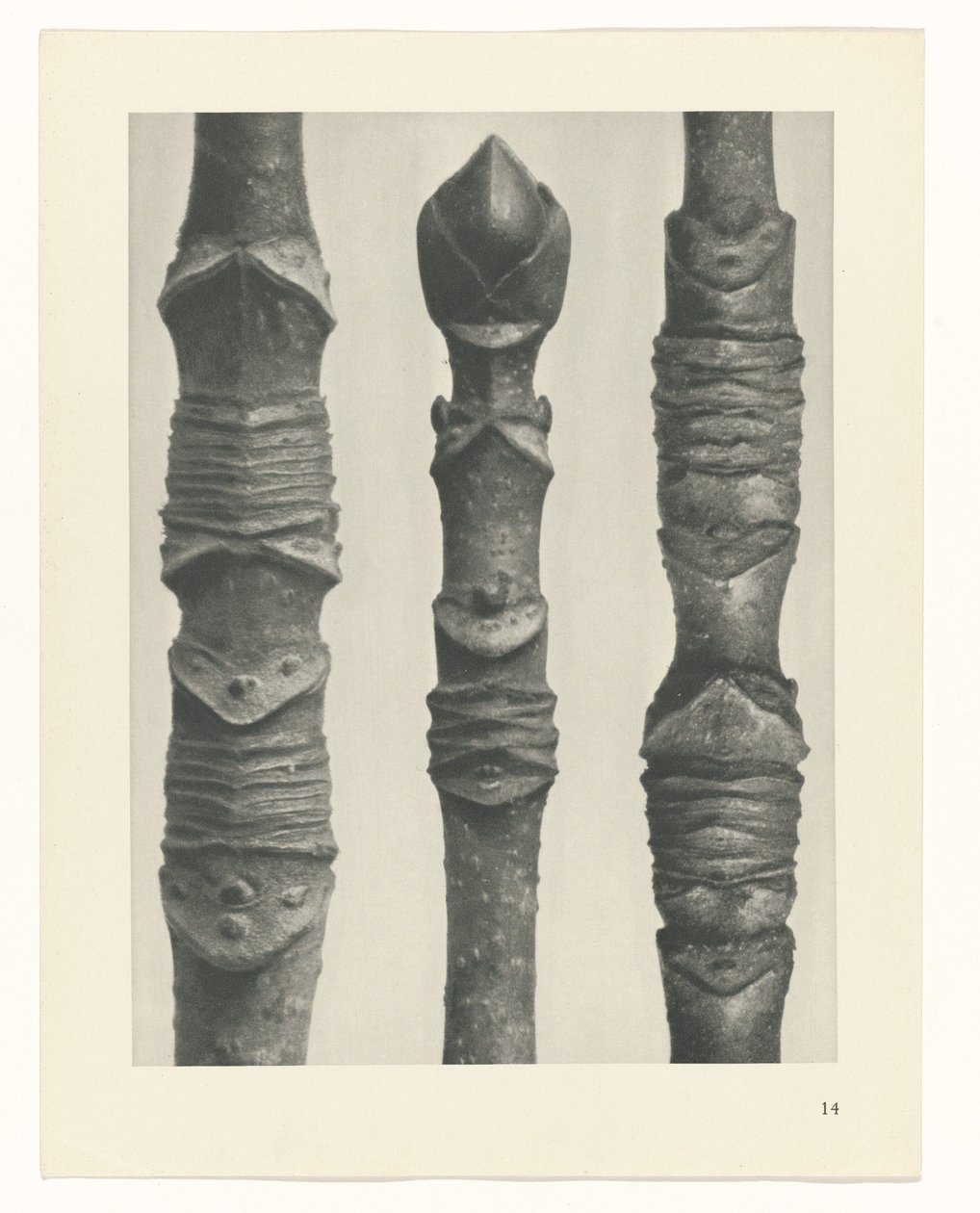 swedish av Karl Blossfeldt