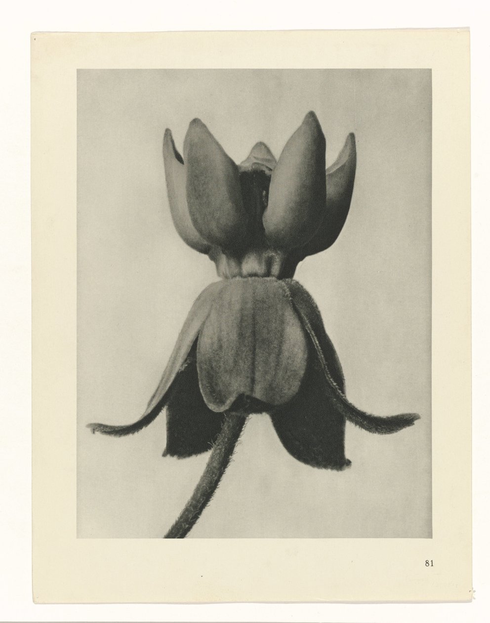 planera studien Archetypes of Art (serietitel) av Karl Blossfeldt