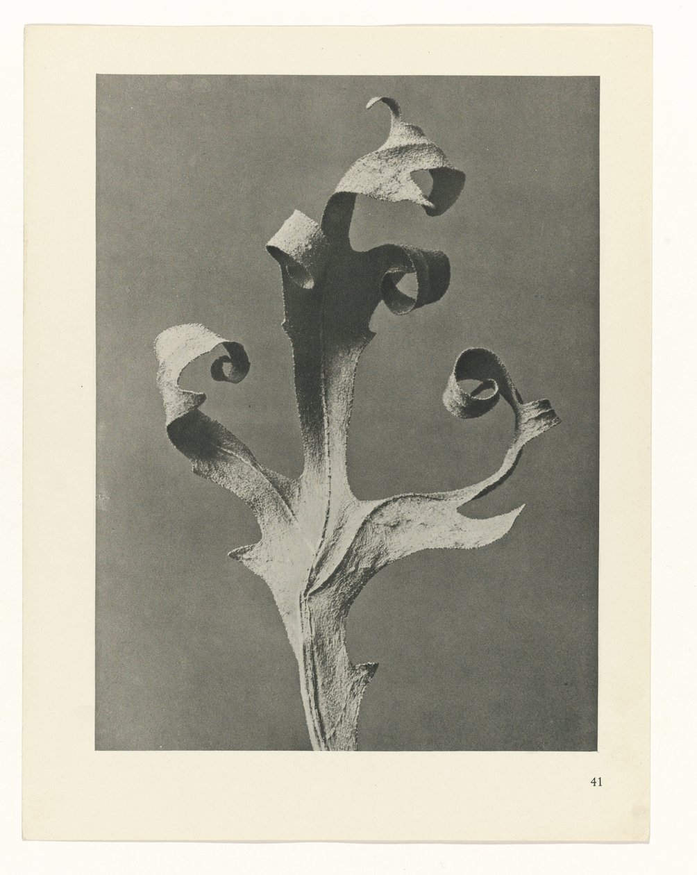 planera studien Archetypes of Art (serietitel) av Karl Blossfeldt