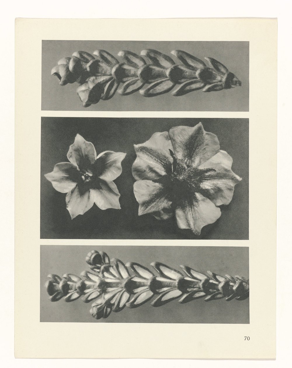 planera studien Archetypes of Art (serietitel) av Karl Blossfeldt