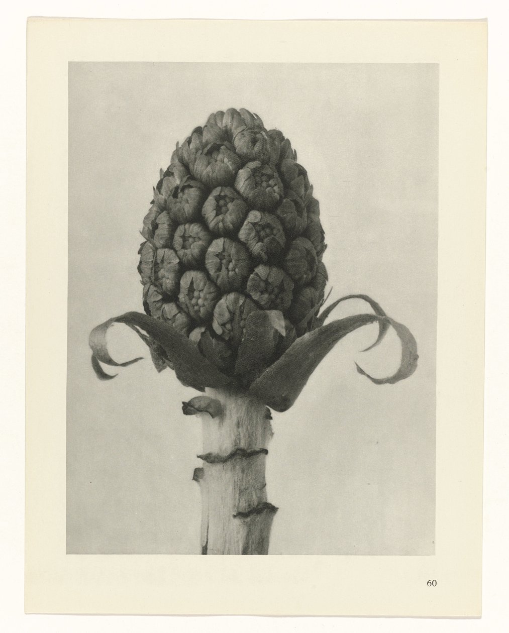 planera studien Archetypes of Art (serietitel) av Karl Blossfeldt