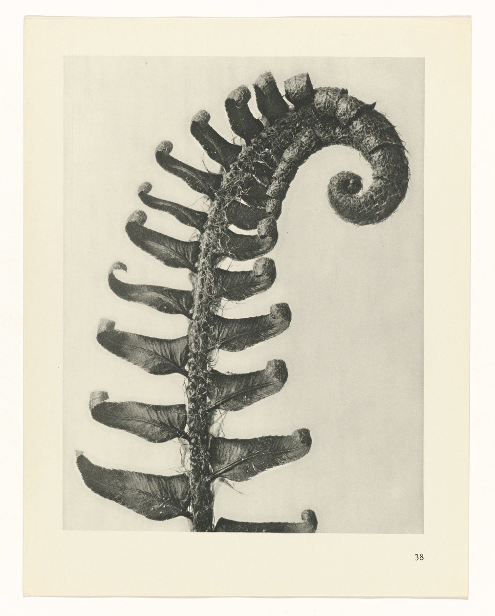 planera studie Archetypes of Art (serietitel) av Karl Blossfeldt