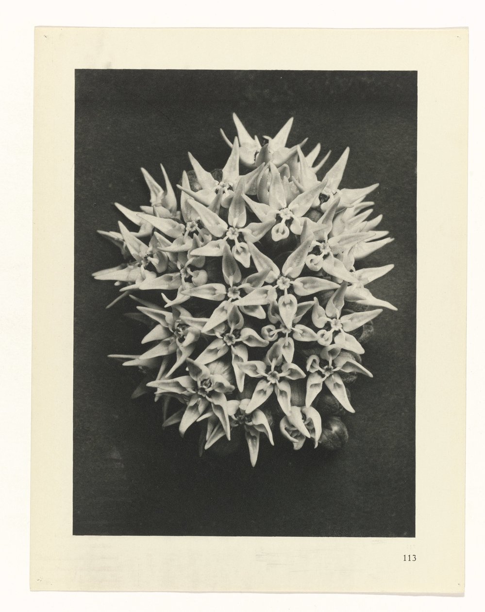 planera studien Archetypes of Art (serietitel) av Karl Blossfeldt